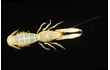 Enlarge image of Spiny Mud Shrimp