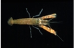 Enlarge image of Social Snapping Shrimp