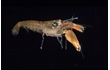 Enlarge image of Social Snapping Shrimp