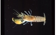 Enlarge image of Fat-handed Snapping Shrimp