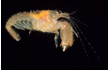 Enlarge image of Hairy Snapping Shrimp