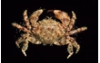 Enlarge image of Long-spined Hairy Crab