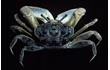 Enlarge image of Southern Sentinel Crab