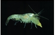 Enlarge image of Fat-handed Snapping Shrimp