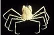 Enlarge image of Tuberculate Pear Crab