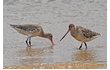 Enlarge image of Bar-tailed Godwit