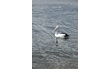 Enlarge image of Australian Pelican