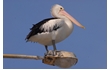 Enlarge image of Australian Pelican