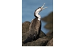 Enlarge image of Pied Cormorant