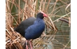 Enlarge image of Purple Swamphen