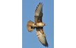 Enlarge image of Brown Falcon