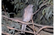 Enlarge image of Collared Sparrowhawk