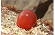 Enlarge image of Waratah Anemone