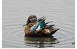 Enlarge image of Australasian Shoveler