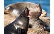 Enlarge image of New Zealand Fur-seal