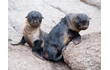 Enlarge image of Australian Fur-seal