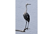 Enlarge image of White-necked Heron