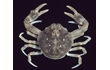 Enlarge image of Smooth Pebble Crab