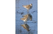 Enlarge image of Sharp-tailed Sandpiper