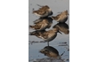 Enlarge image of Sharp-tailed Sandpiper