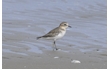 Enlarge image of Double-banded Plover