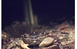 Enlarge image of Purple-mottled Shore Crab