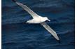 Enlarge image of Wandering Albatross