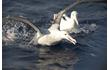 Enlarge image of Wandering Albatross