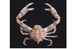 Enlarge image of Smooth Nut Crab