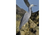 Enlarge image of White-faced Heron