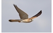 Enlarge image of Nankeen Kestrel