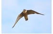 Enlarge image of Peregrine Falcon