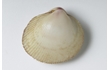 Enlarge image of Thin-ribbed Cockle