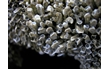 Enlarge image of Intertidal Tube Worm