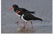 Enlarge image of Pied Oystercatcher