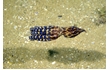 Enlarge image of Southern Blue-ringed Octopus
