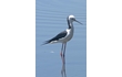 Enlarge image of Black-winged Stilt