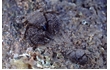 Enlarge image of Hairy Stone Crab