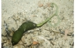 Enlarge image of Green Spoon Worm