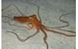 Enlarge image of Southern Sand Octopus