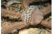 Enlarge image of Banded Brittle Star