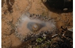 Enlarge image of Anemone