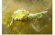 Enlarge image of Sap-sucking Sea Slug