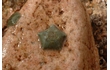 Enlarge image of Five-armed Cushion Star
