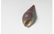 Enlarge image of Kelp Shell