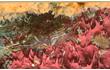 Enlarge image of Hinge-beak Shrimp