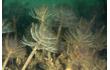 Enlarge image of European Fan Worm