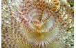 Enlarge image of European Fan Worm