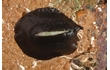 Enlarge image of Elephant Snail