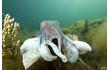 Enlarge image of Giant Australian Cuttlefish